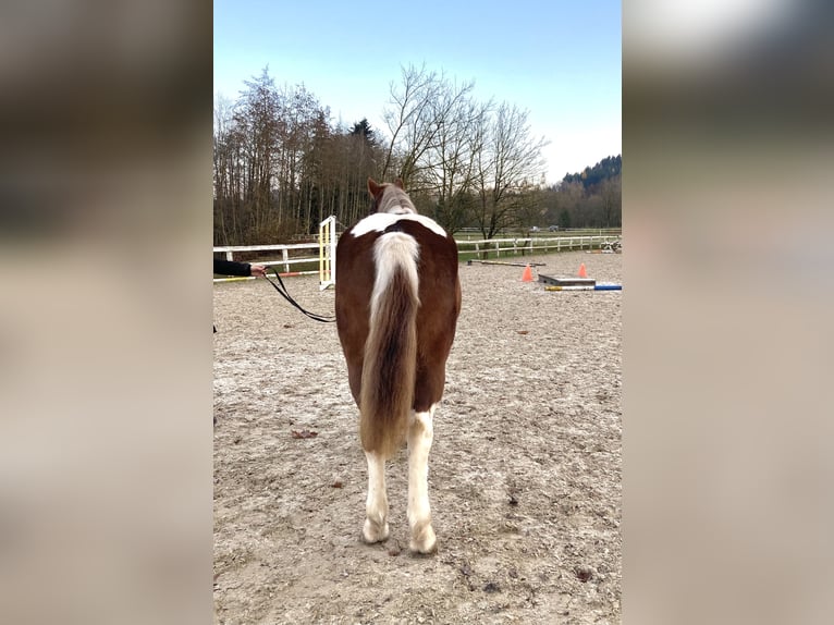 Meer warmbloeden Mix Ruin 5 Jaar 155 cm Gevlekt-paard in Ampflwang