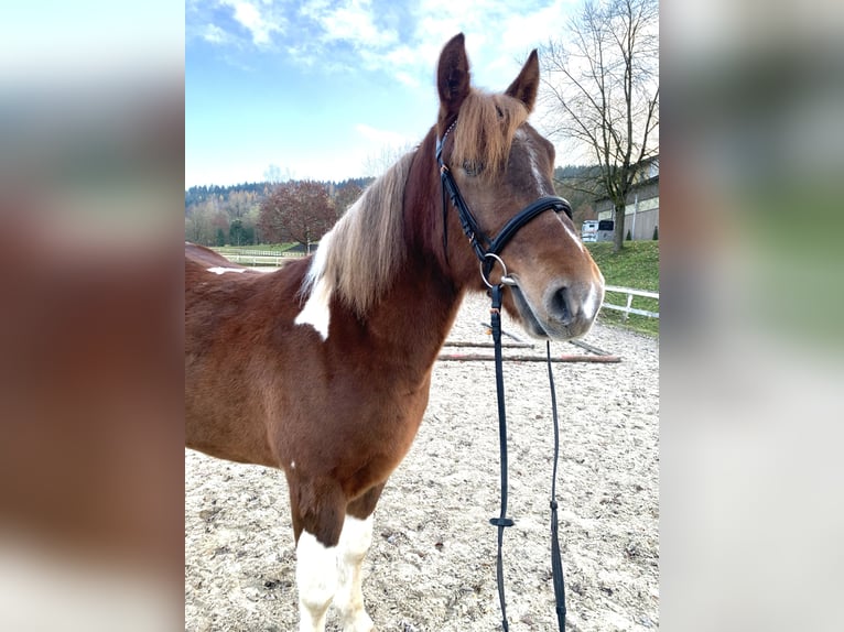 Meer warmbloeden Mix Ruin 5 Jaar 155 cm Gevlekt-paard in Ampflwang