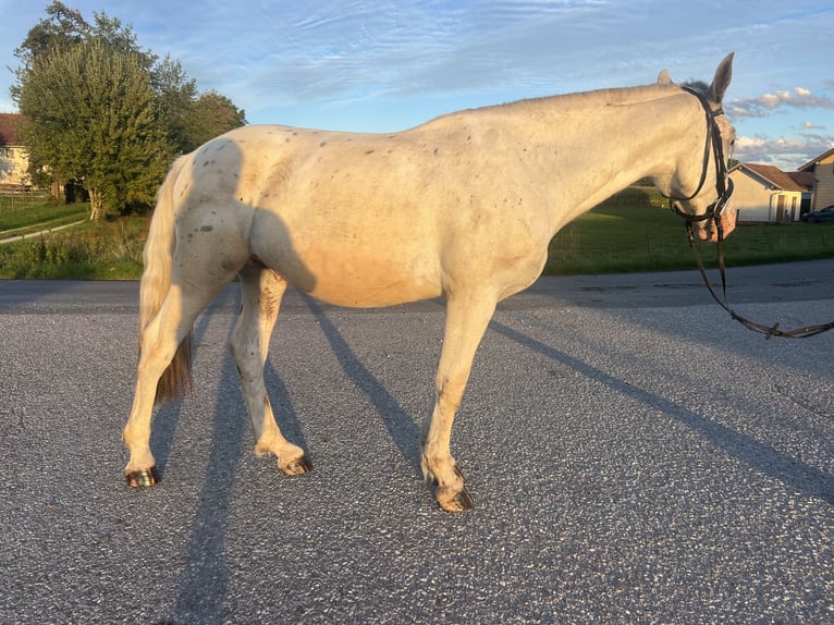Meer warmbloeden Ruin 5 Jaar 155 cm Rood schimmel in Uttendorf