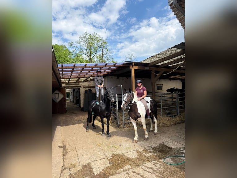 Meer warmbloeden Ruin 5 Jaar 155 cm Zwartschimmel in Braunschweig