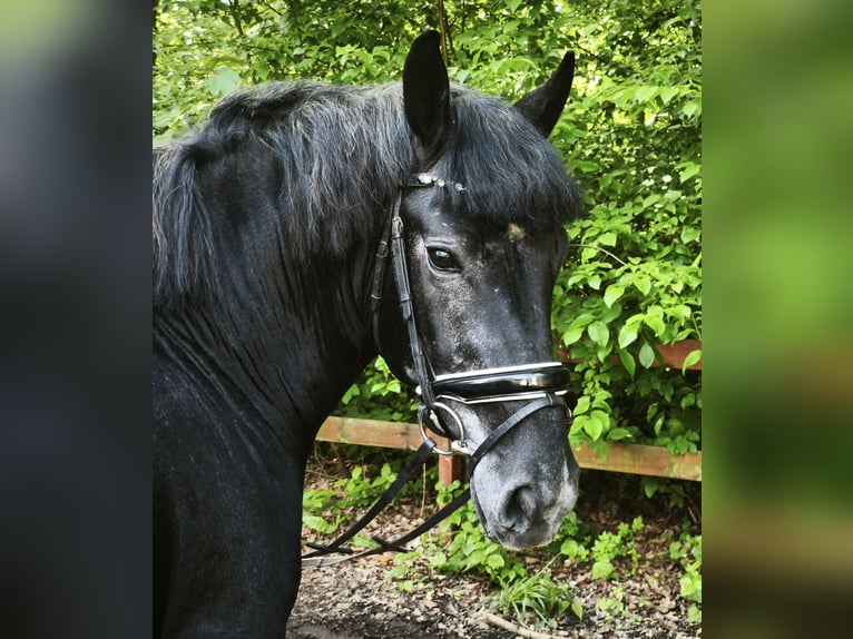 Meer warmbloeden Ruin 5 Jaar 155 cm Zwartschimmel in Braunschweig