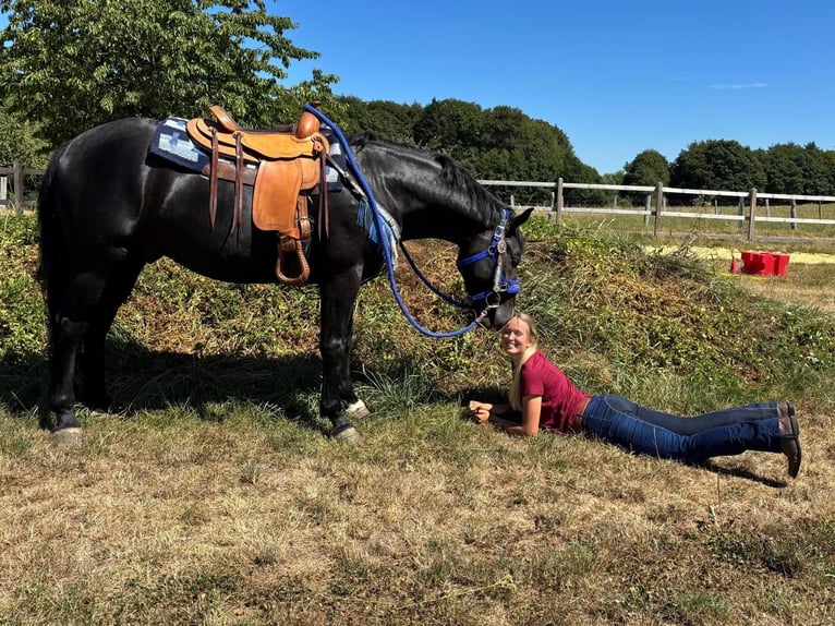 Meer warmbloeden Ruin 5 Jaar 156 cm Zwart in Linkenbach