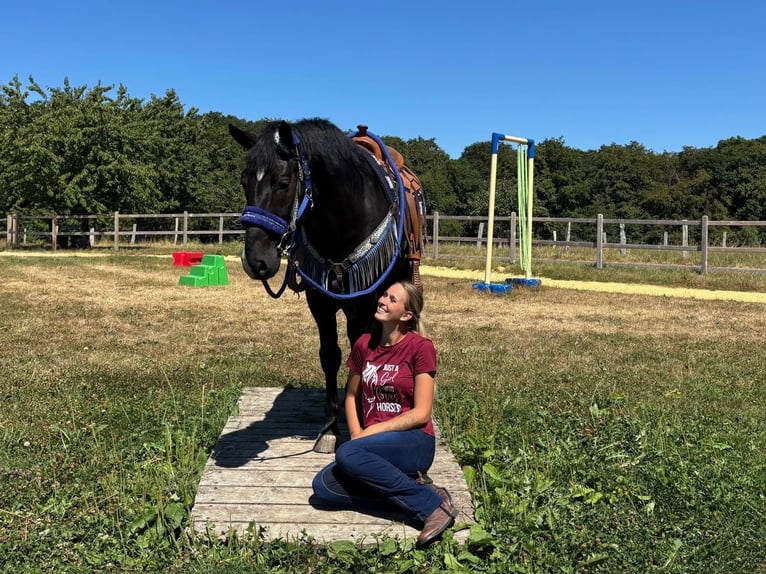 Meer warmbloeden Ruin 5 Jaar 156 cm Zwart in Linkenbach