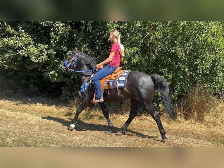 Meer warmbloeden Ruin 5 Jaar 156 cm Zwart in Linkenbach