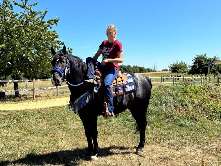 Meer warmbloeden Ruin 5 Jaar 156 cm Zwart in Linkenbach