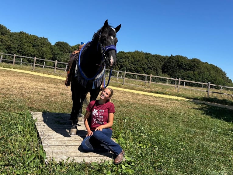 Meer warmbloeden Ruin 5 Jaar 156 cm Zwart in Linkenbach