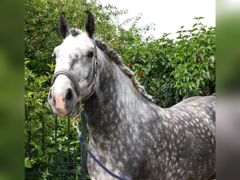 Meer warmbloeden Ruin 5 Jaar 160 cm Appelschimmel in Dorsten