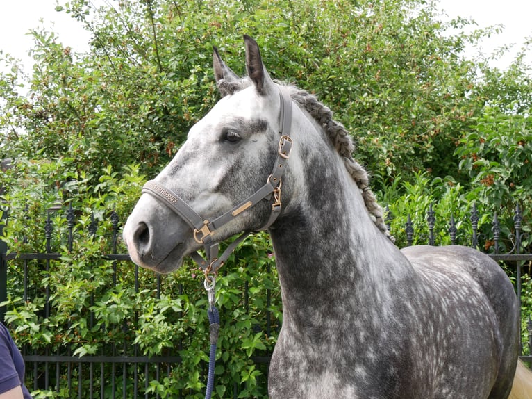 Meer warmbloeden Ruin 5 Jaar 160 cm Appelschimmel in Dorsten
