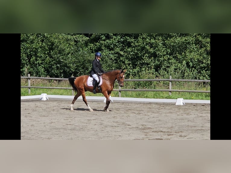 Meer warmbloeden Ruin 5 Jaar 160 cm Bruin in Mysen