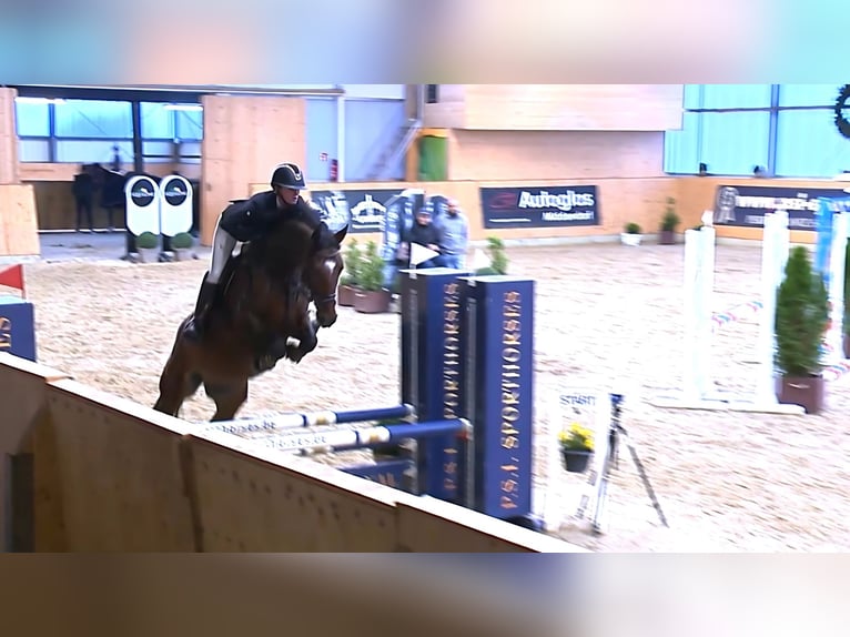 Meer warmbloeden Ruin 5 Jaar 160 cm Bruin in Holdorf