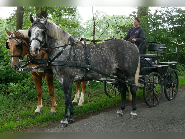 Meer warmbloeden Mix Ruin 5 Jaar 160 cm  in Dorsten