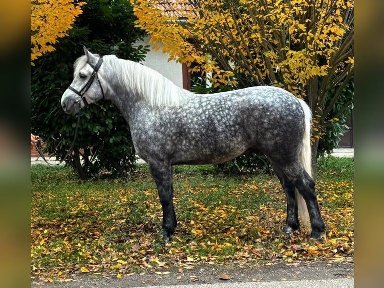 Meer warmbloeden Ruin 5 Jaar 161 cm Appelschimmel in B&#xE9;k&#xE9;scsaba