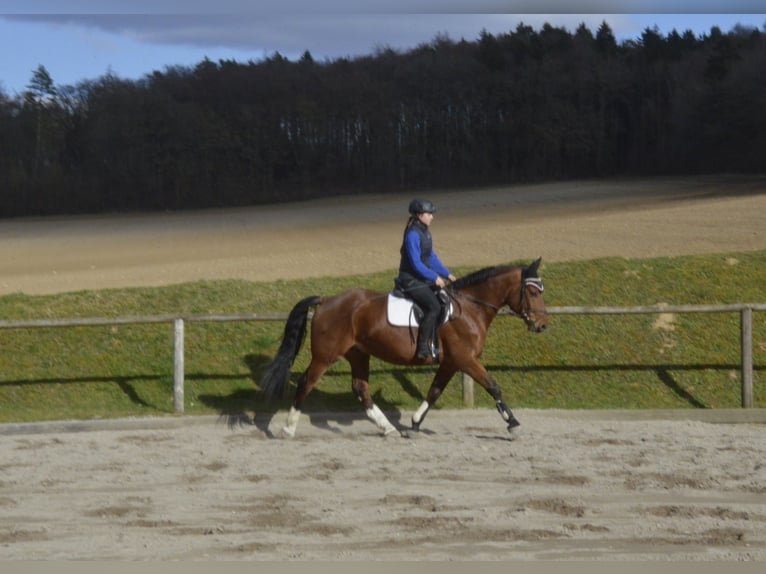 Meer warmbloeden Ruin 5 Jaar 161 cm Bruin in Wellheim