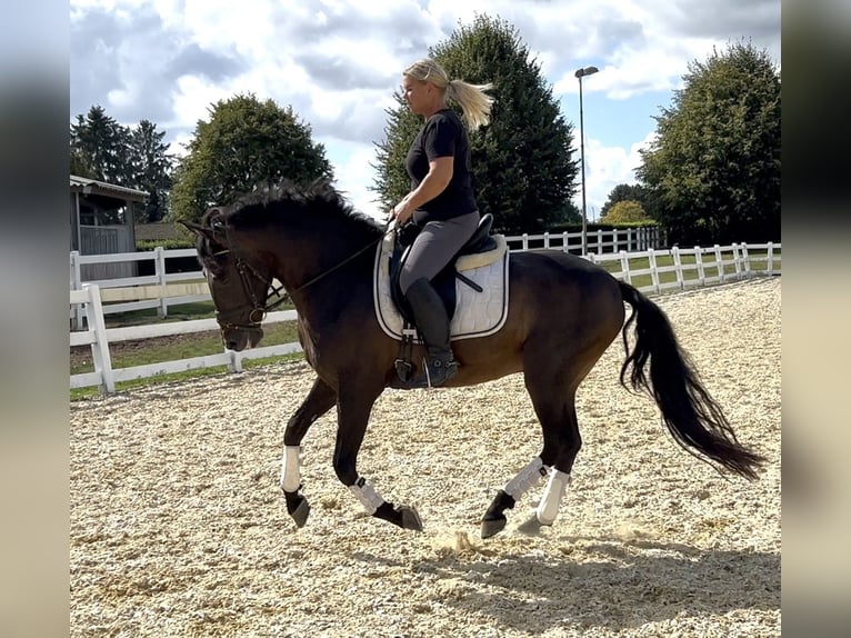 Meer warmbloeden Mix Ruin 5 Jaar 161 cm in Niederkr&#xFC;chten