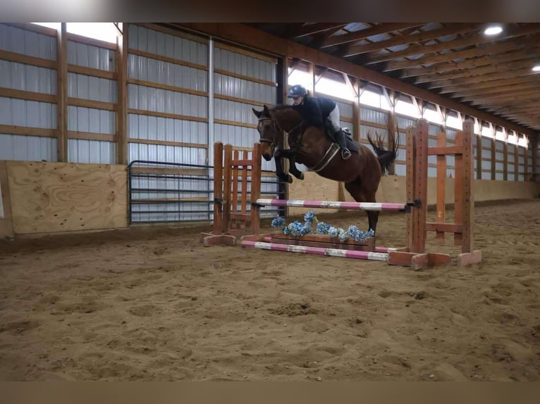 Meer warmbloeden Ruin 5 Jaar 163 cm Roodbruin in Howell MI