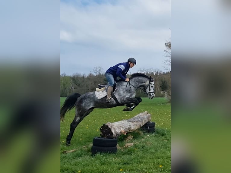 Meer warmbloeden Mix Ruin 5 Jaar 163 cm Schimmel in Brunnthal