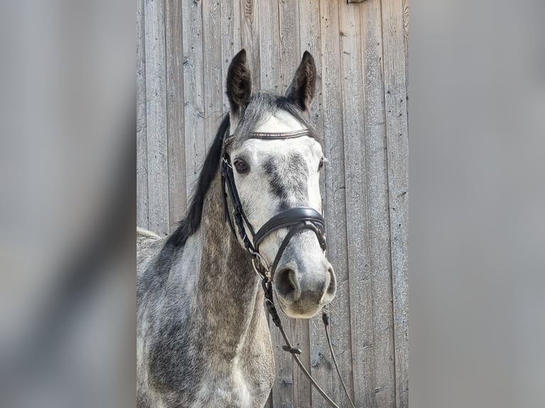 Meer warmbloeden Mix Ruin 5 Jaar 163 cm Schimmel in Brunnthal