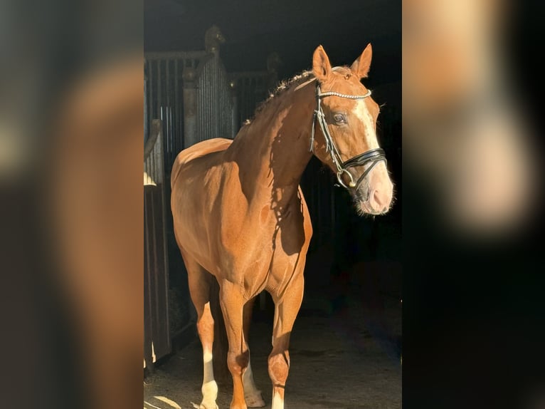 Meer warmbloeden Ruin 5 Jaar 163 cm Vos in Ebenweiler