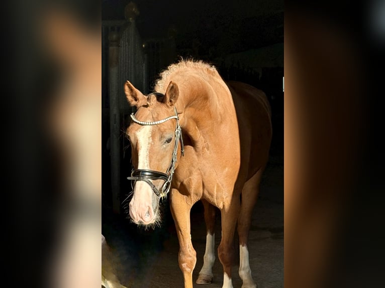 Meer warmbloeden Ruin 5 Jaar 163 cm Vos in Ebenweiler