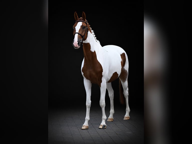Meer warmbloeden Ruin 5 Jaar 164 cm Gevlekt-paard in Zülpich