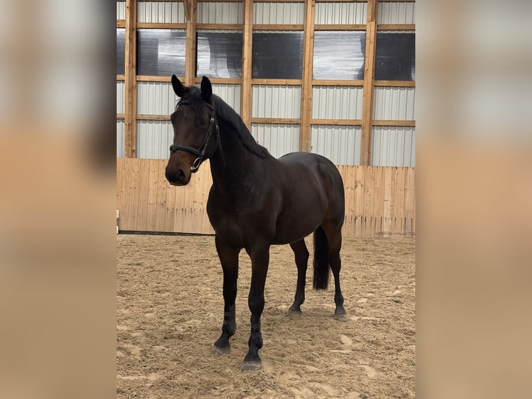 Meer warmbloeden Ruin 5 Jaar 165 cm Donkerbruin in Rakvere