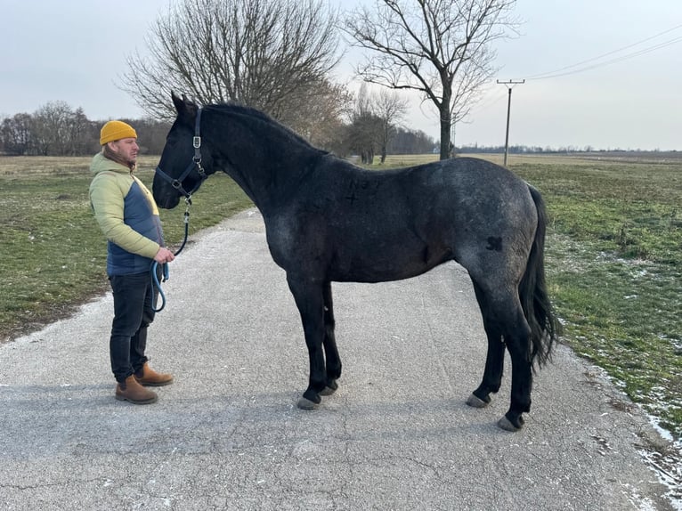 Meer warmbloeden Mix Ruin 5 Jaar 165 cm Schimmel in Trnava