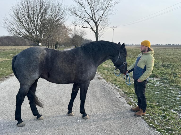 Meer warmbloeden Mix Ruin 5 Jaar 165 cm Schimmel in Trnava
