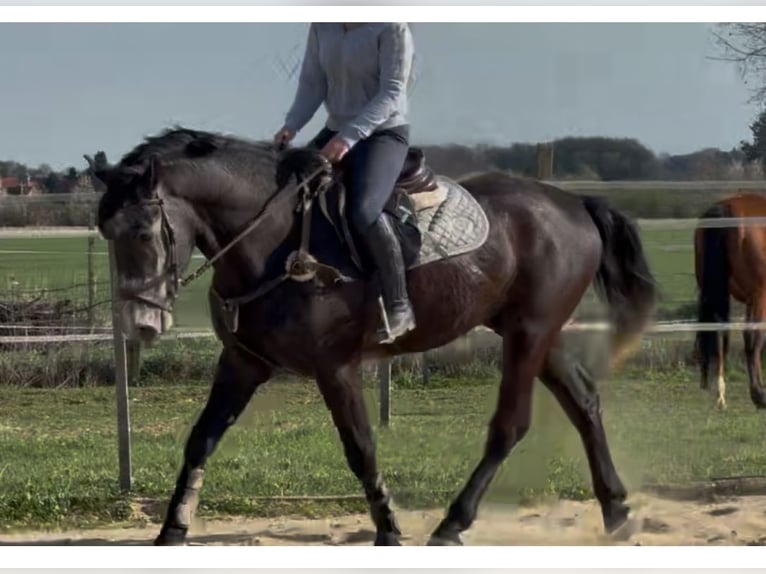 Meer warmbloeden Ruin 5 Jaar 165 cm Schimmel in Liebing