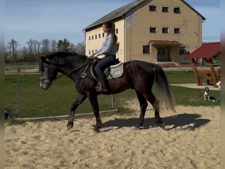 Meer warmbloeden Ruin 5 Jaar 165 cm Schimmel in Liebing