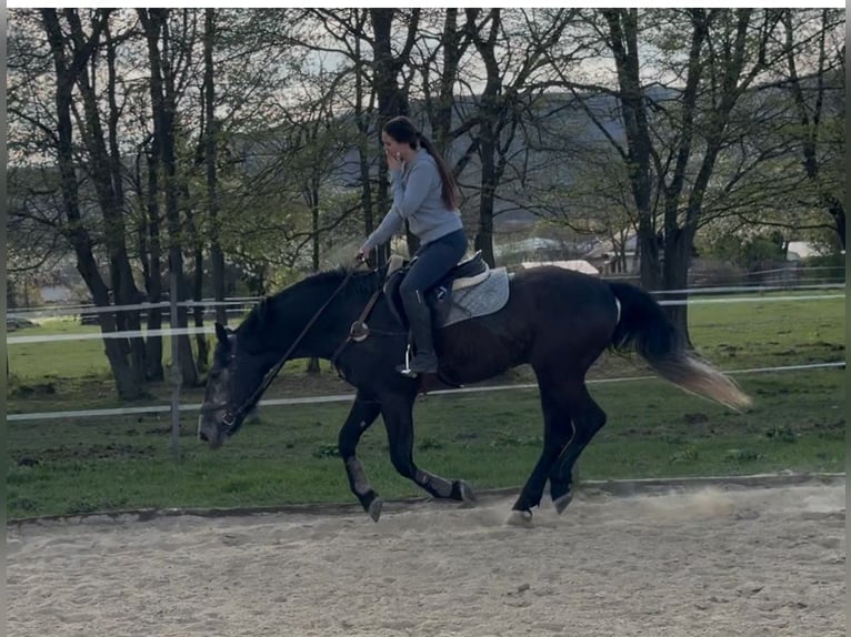 Meer warmbloeden Ruin 5 Jaar 165 cm Schimmel in Liebing