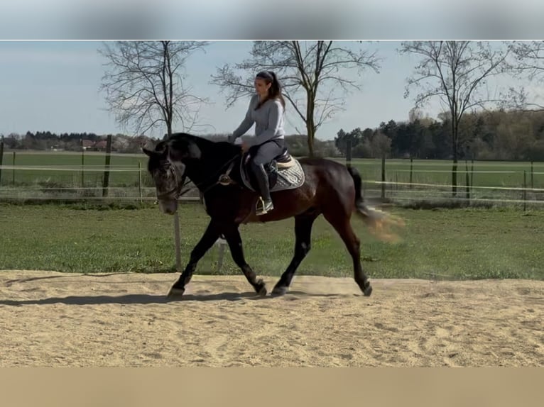 Meer warmbloeden Ruin 5 Jaar 165 cm Schimmel in Liebing