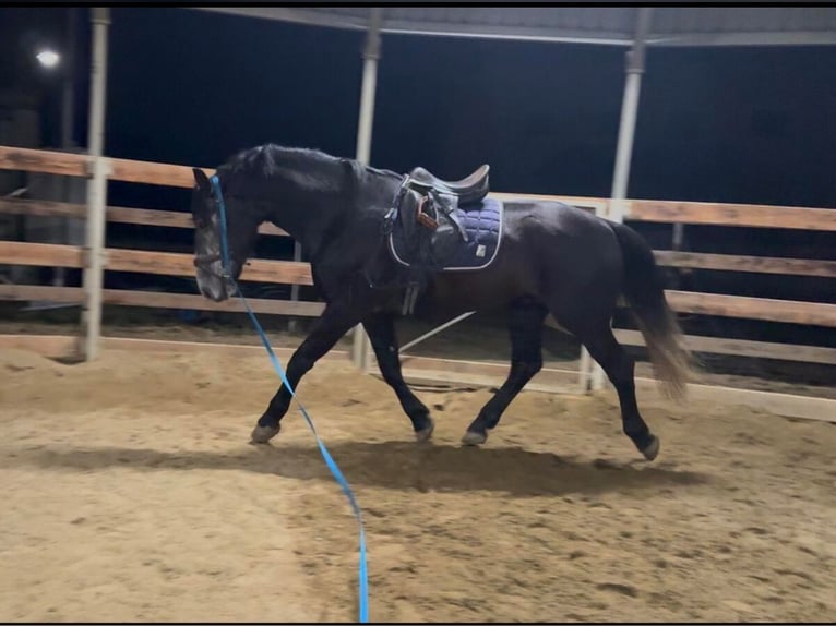 Meer warmbloeden Ruin 5 Jaar 165 cm Schimmel in Liebing