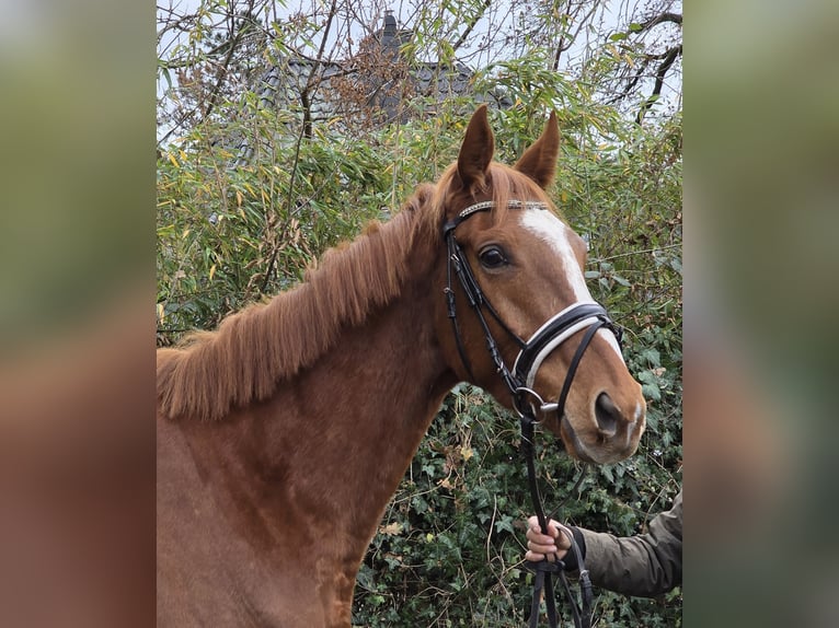 Meer warmbloeden Ruin 5 Jaar 165 cm Vos in Wachtendonk