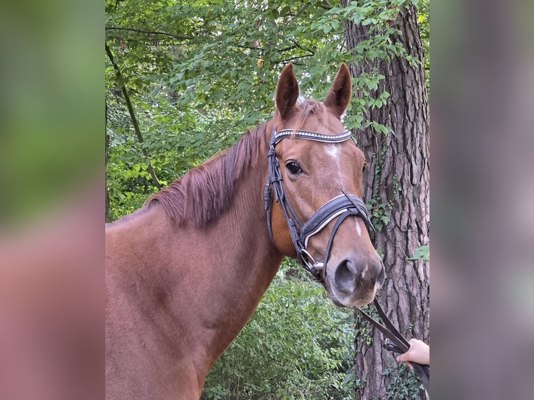 Meer warmbloeden Ruin 5 Jaar 165 cm Vos in Wachtendonk