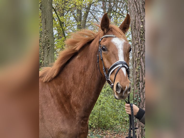 Meer warmbloeden Ruin 5 Jaar 165 cm Vos in Wachtendonk