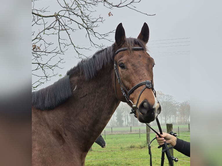 Meer warmbloeden Ruin 5 Jaar 167 cm Bruin in Wachtendonk