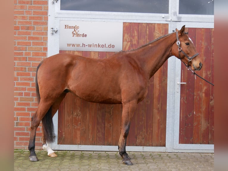 Meer warmbloeden Ruin 5 Jaar 167 cm Bruin in Dorsten