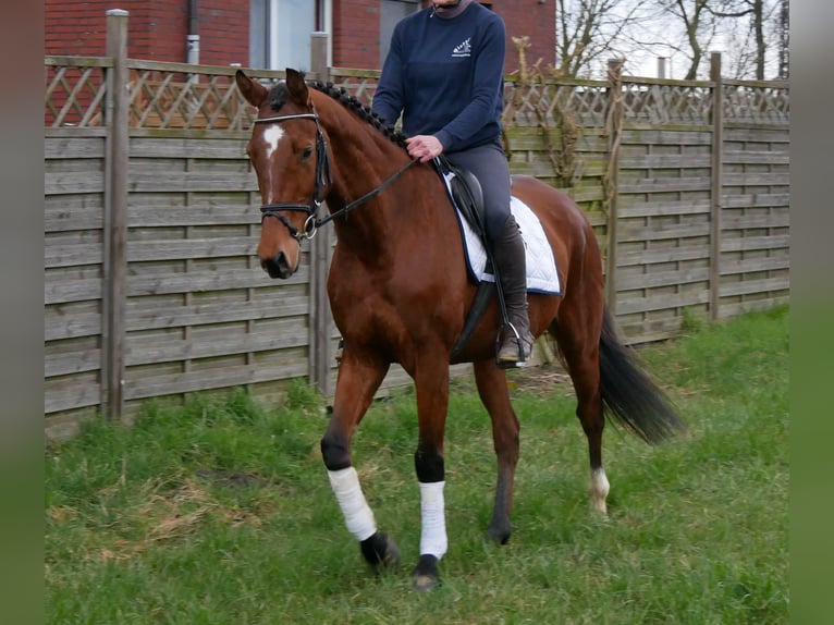 Meer warmbloeden Ruin 5 Jaar 167 cm Bruin in Dorsten