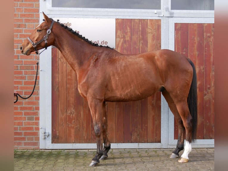 Meer warmbloeden Ruin 5 Jaar 167 cm Bruin in Dorsten