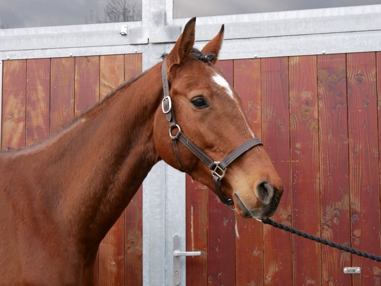 Meer warmbloeden Ruin 5 Jaar 167 cm Bruin in Dorsten