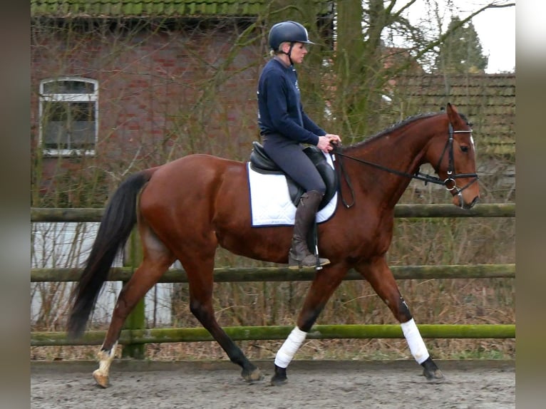 Meer warmbloeden Ruin 5 Jaar 167 cm Bruin in Dorsten