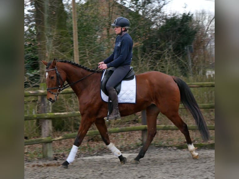Meer warmbloeden Ruin 5 Jaar 167 cm Bruin in Dorsten