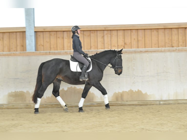 Meer warmbloeden Ruin 5 Jaar 167 cm Zwartbruin in Wellheim