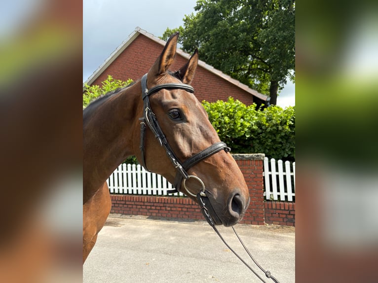 Meer warmbloeden Ruin 5 Jaar 168 cm Donkerbruin in Bad Laer