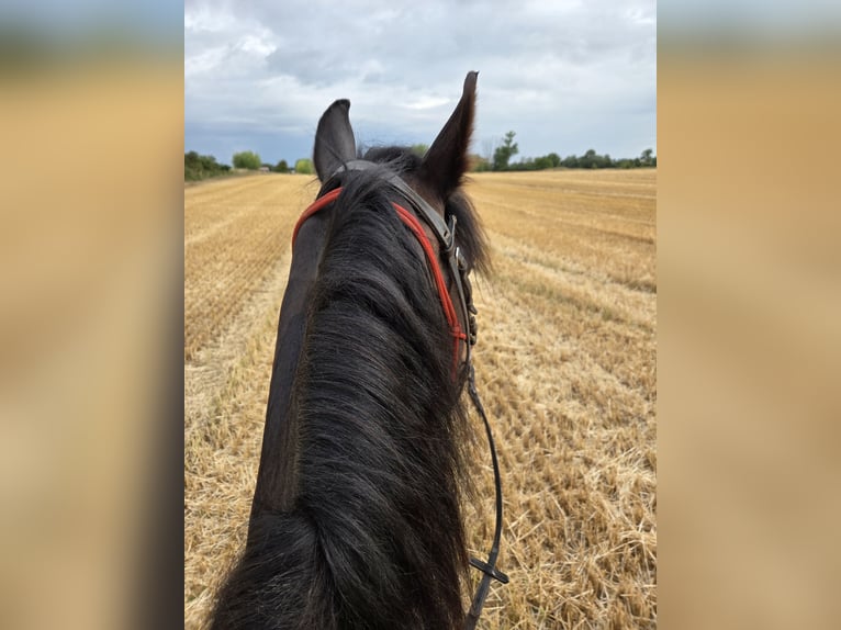 Meer warmbloeden Mix Ruin 5 Jaar 168 cm Donkerbruin in Brüssow