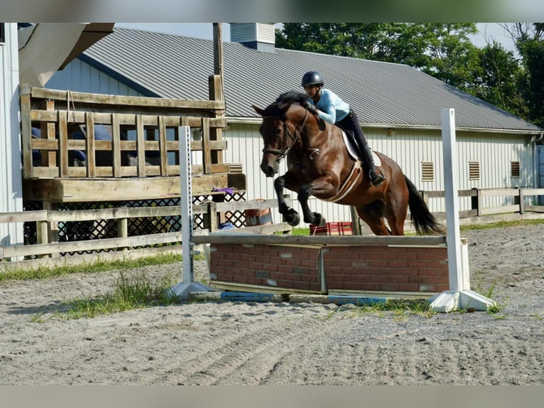 Meer warmbloeden Ruin 5 Jaar 168 cm Roodbruin in Tuscarora