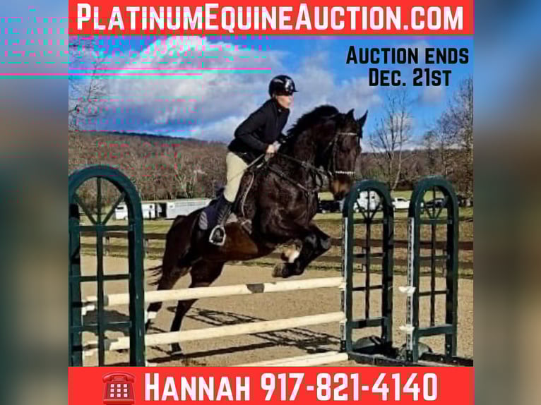 Meer warmbloeden Ruin 5 Jaar 168 cm Roodbruin in Lebanon NJ