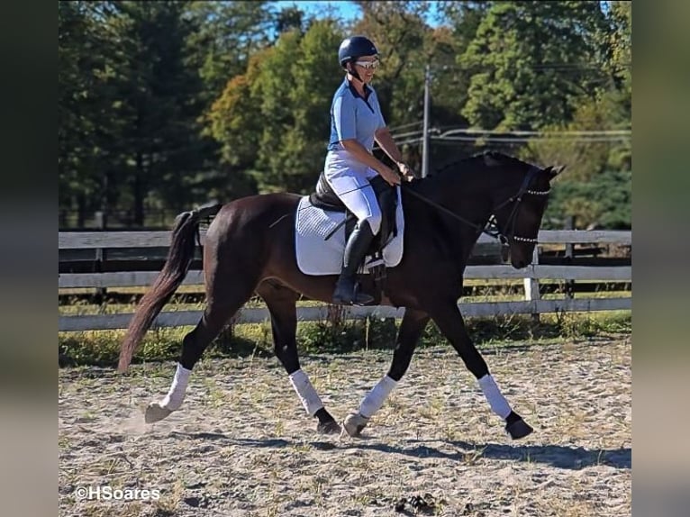 Meer warmbloeden Ruin 5 Jaar 168 cm Roodbruin in Lebanon NJ