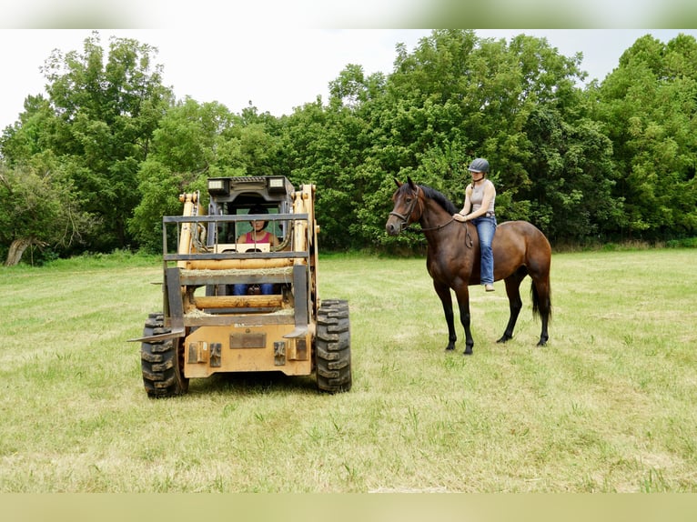 Meer warmbloeden Ruin 5 Jaar 168 cm Roodbruin in Tuscarora