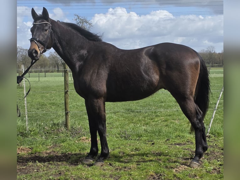 Meer warmbloeden Ruin 5 Jaar 168 cm Zwartbruin in Wachtendonk